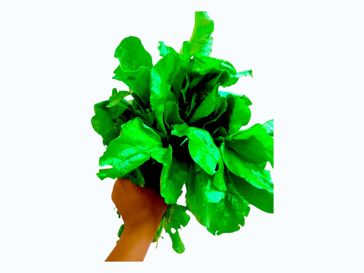 पालक (Spinach) , fresh and green , 600 g